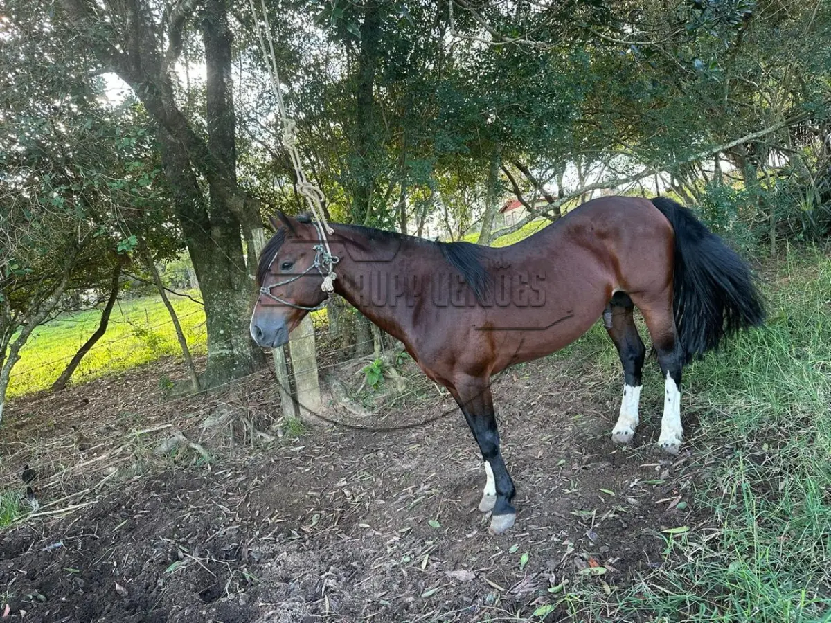 LOTE 005 - 02ª DATA | Um cavalo criolo, com sangue Chileno
