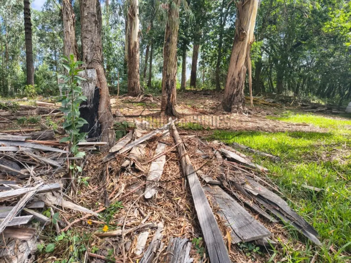 LOTE 001 - 02ª DATA | (CAXIAS DO SUL/RS) Uma área de terras c/ 27,62 hectares, próxima às margens da Rodovia RS453