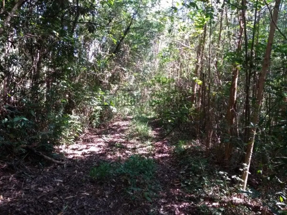 LOTE 001 - Uma área de terras em Paverama/RS