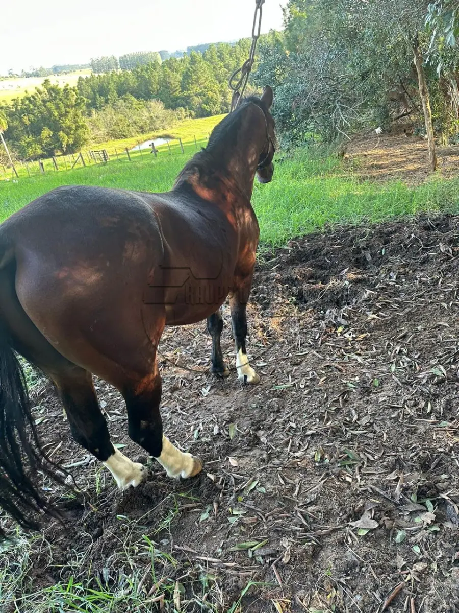 LOTE 005 - 02ª DATA | Um cavalo criolo, com sangue Chileno