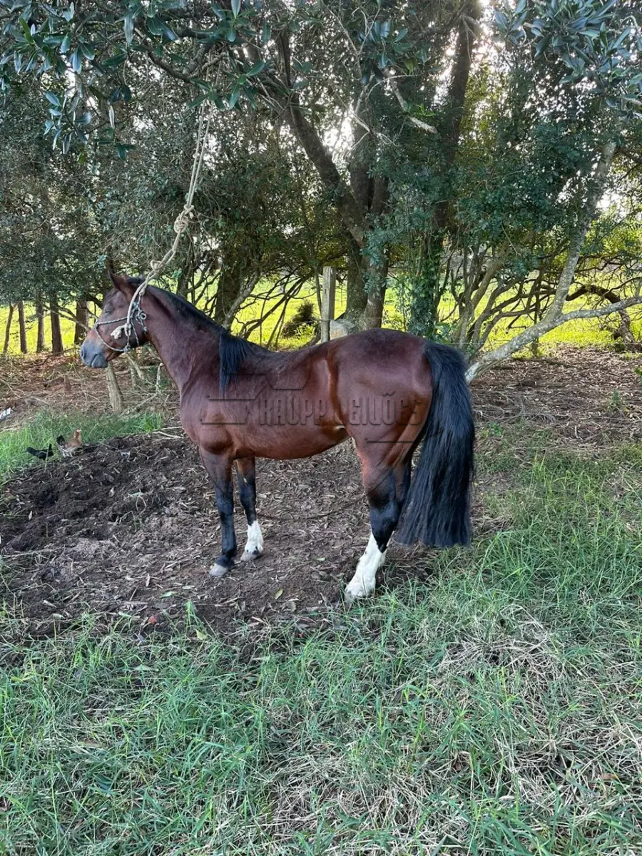 LOTE 005 - 02ª DATA | Um cavalo criolo, com sangue Chileno