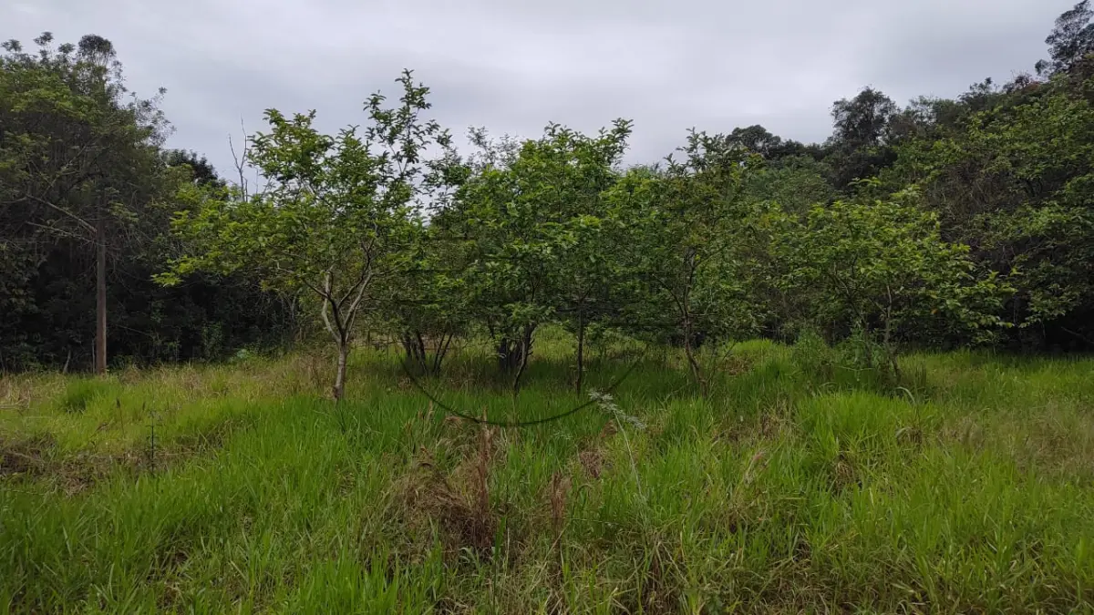 LOTE 001 - 02ª DATA | (PORTÃO/RS) Um terreno de 1.050,00m², na RS 240, em Portão/RS