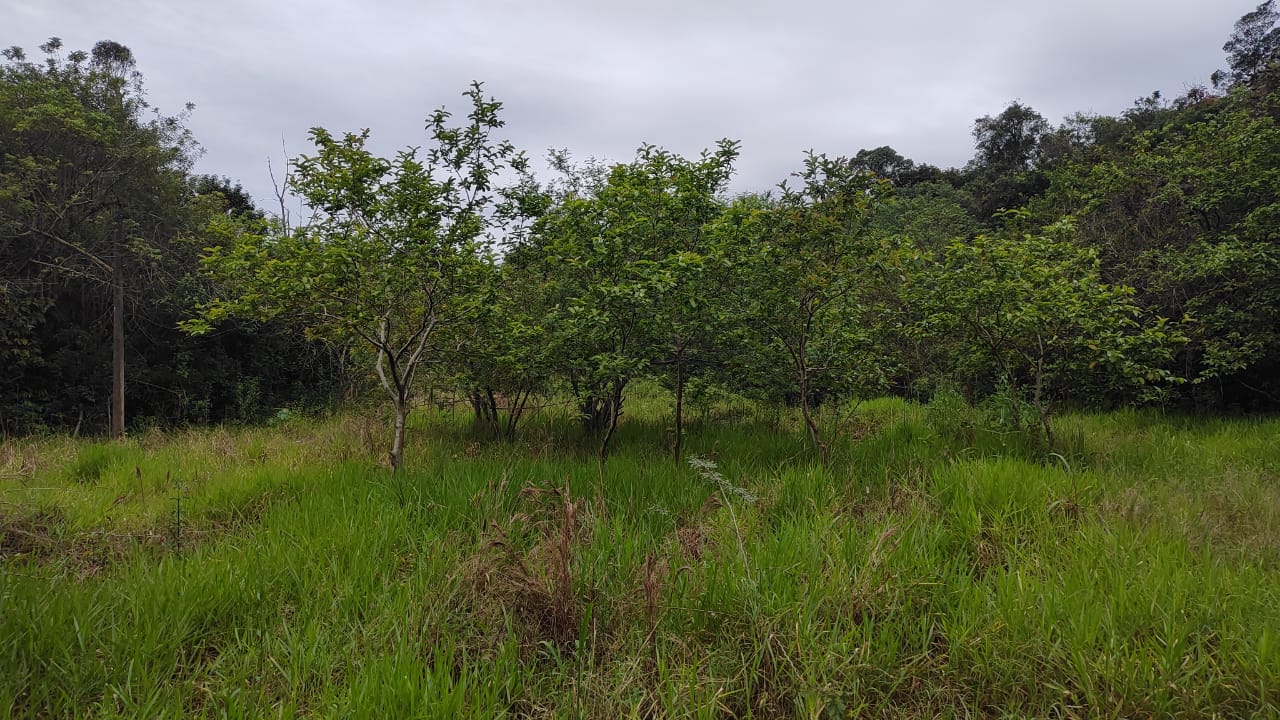 (portão/rs) Um Terreno De 1.050,00m², Na Rs 240, Em Portão/rs, localizado em Portão - RS